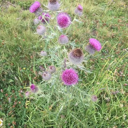 2000 - Velan 319 - 2,5 Pieces - 2 아파트 레 콜론